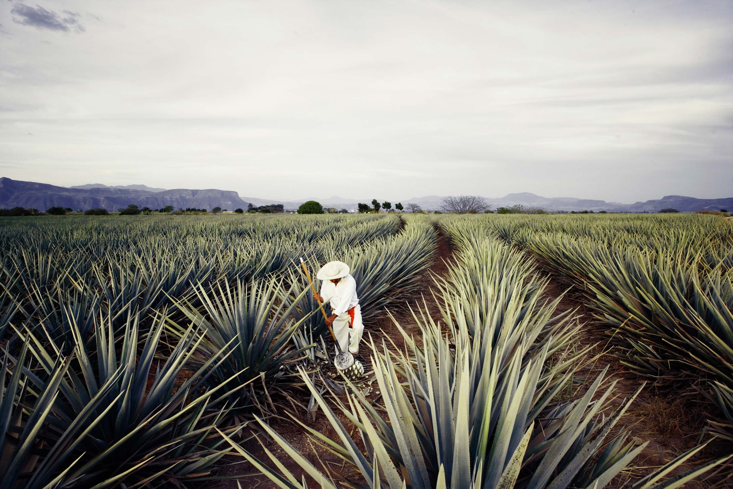 04Tequila