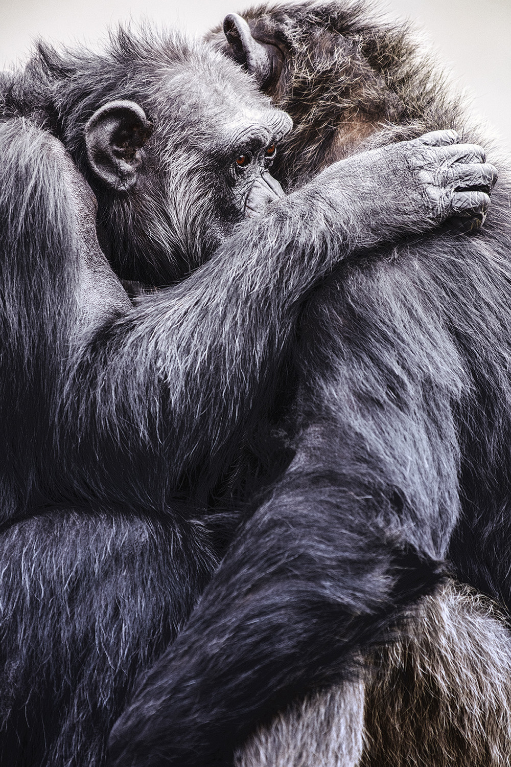 3ChimpHaven-JaneGoodall